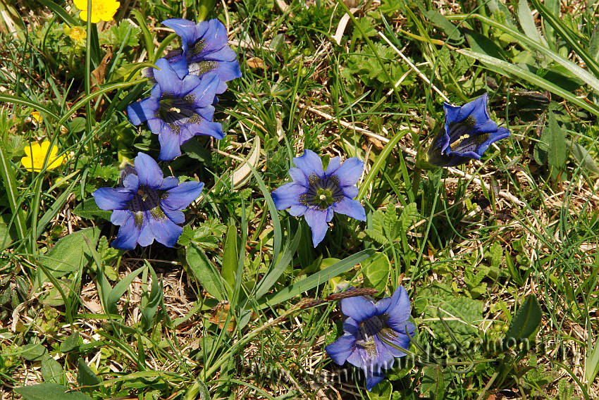 34 Sentiero Rifugio Capanna 2000.JPG